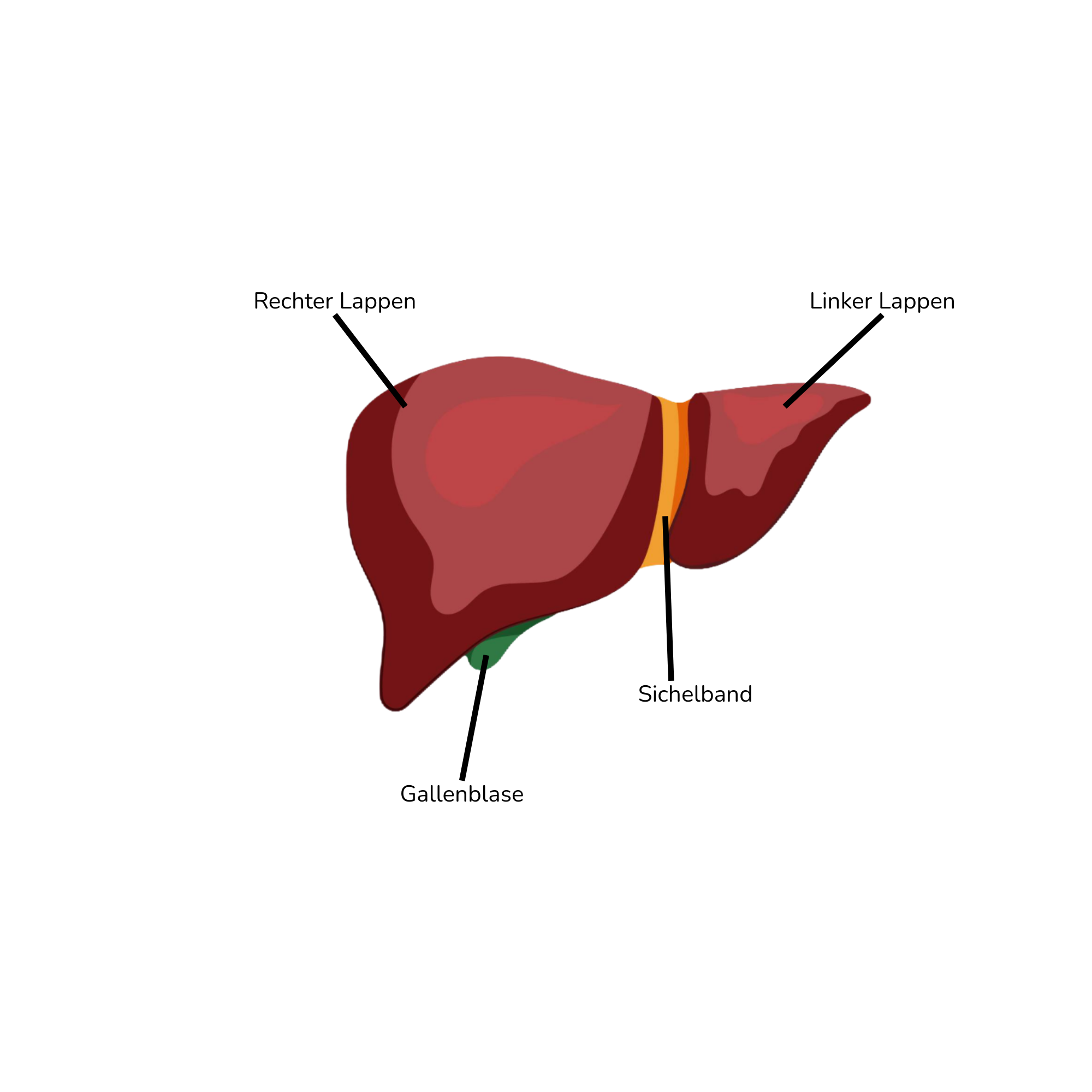 Die Leber